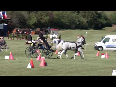 Vozatajský parkur dvojspřeží a čtyřspřeží - Videozáznam MČR spřežení 2019 v Těšánkách