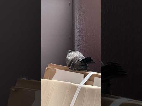 鳩が庭やバルコニーの植木鉢に卵を産まないようにするための 5 つ以上のヒント  庭園