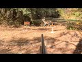 Deer Hunting W Dogs The Bucks Stops Here