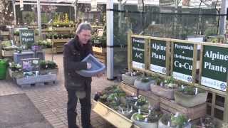 Glendoick Alpine Plants - with Ken Cox