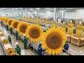 Inside The Million Lb Sunflower Oil Factory From Seed To Cooking Oil