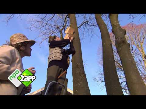 De Buitendienst: mus, panda, otter... - vr 11 maart 17:40 NPO 3