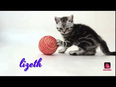 🐱🐱 ser hermanos es una felicidad ❤