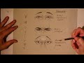 Eye Expressions The Eye Brows