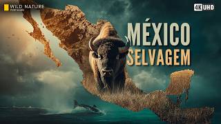 MÉXICO SELVAGEM — O Território Onde Predadores Dominam Terra, Céu e Oceano | Documentário Animal