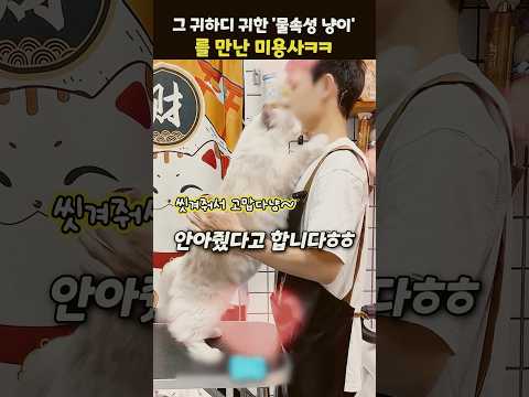 그 귀하디 귀한 ‘물속성 냥이’를 만난 미용사ㅋㅋ