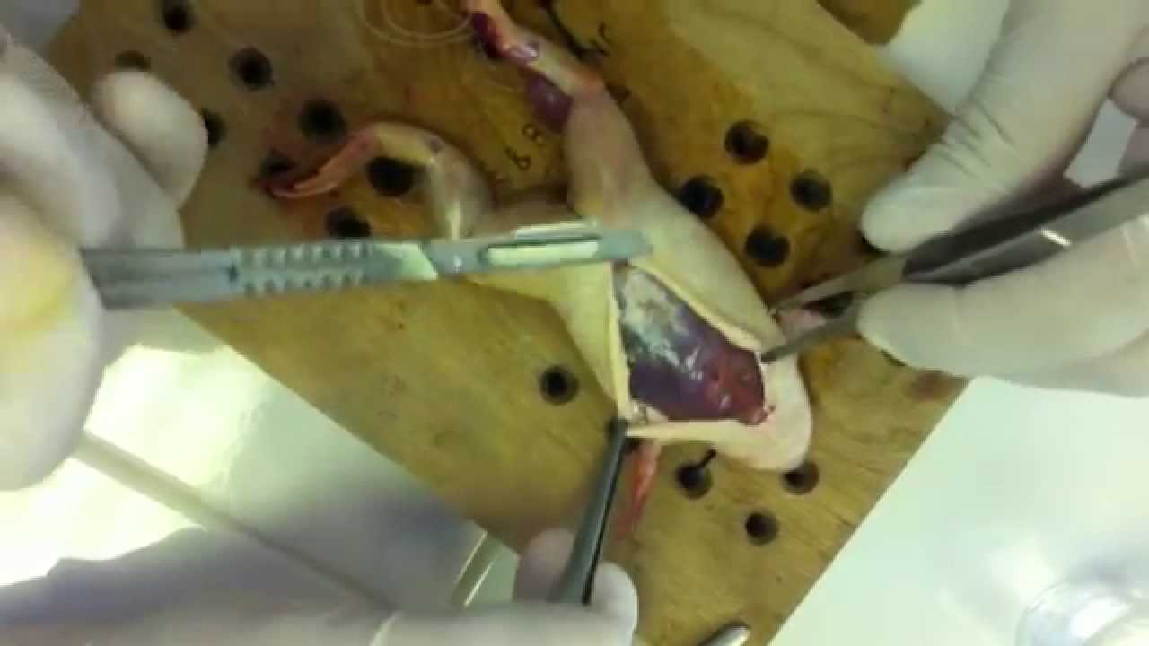 Disección de Rana- Frog dissection