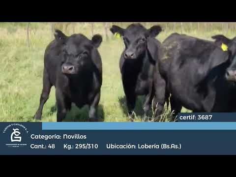 Lote NLL Inv - Lobería Bs As