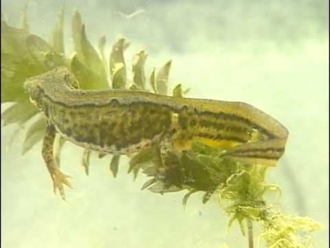 Faune et Flore : Le triton et la salamandre - Documentaire animalier