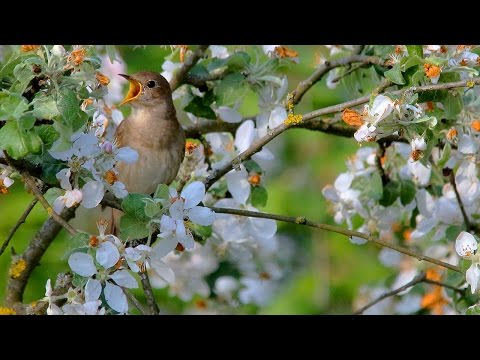 Bird sounds nightingale singing in blooming tree. The best bird song