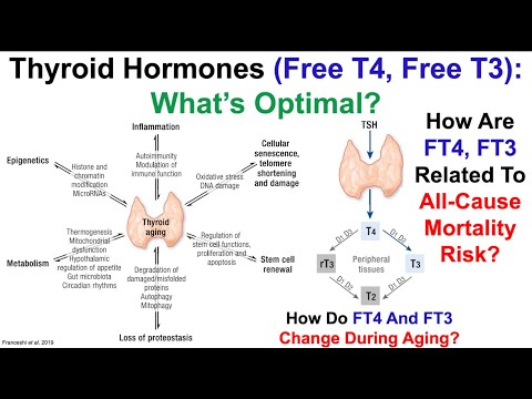 Thyroid Hormones (FT4, FT3): What's Optimal?