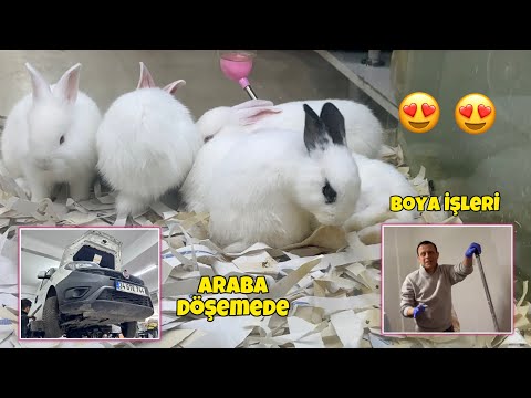Arabayı Döşemeye Verdik 🚘 Mutfağı Boyadım 🎨 Harika Tavşanlar 🐰 Efsane Yağmur ⛈️ Hayvanlara Bakım 🐓