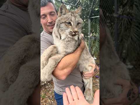 My Pet Lynx  [@somefndude ]