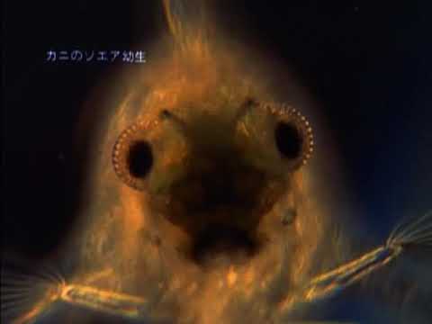 Noda Shinkichi, Onuma Tetsuro - Marine Snow - The Origin of Oil (1960)