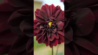 Filling in Perennial Beds with DRAMATIC DAHLIAS
