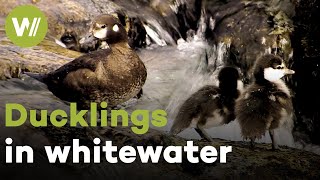 Harlequin Ducklings first time in raging whitewater