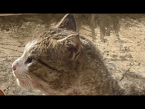 Ultimate cat fight 4k - Part 2
