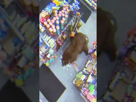 500-POUND Bear REPEATEDLY Steals Candy from Gas Station 🐻⛽️ | Customer Wars | A&E #shorts