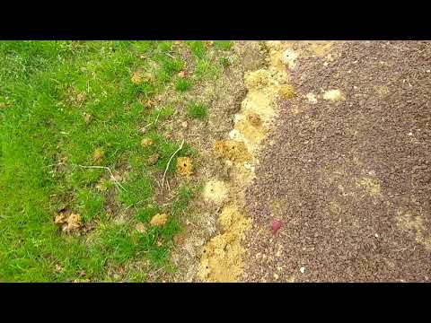 Just a Few Digger Bees Found Along Driveway in Egg Harbor Township, NJ