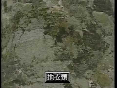 果樹のコケと地衣類：除去する必要がありますか?彼らの目標は何でしょうか？  庭園