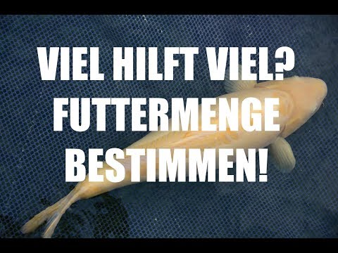 , title : 'Koiteichblog [83] ★ Futtermenge für Koi bestimmen'