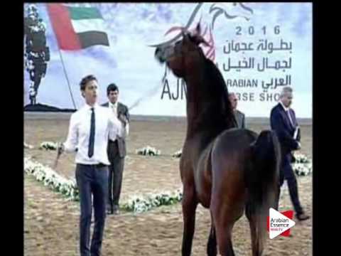 N.196 MATADOR EL JAMAL - Ajman 2016 - Colts 2 years old (Class 8B)