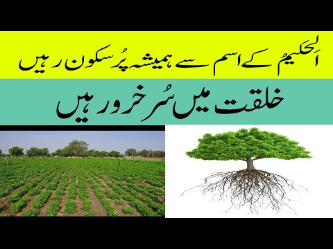 How To Solve Problem With the Name Of Al Haleem'o | Quran Learning Official |