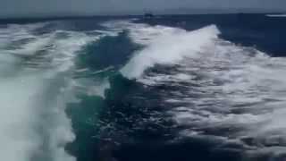 Orcas chase speeding boat