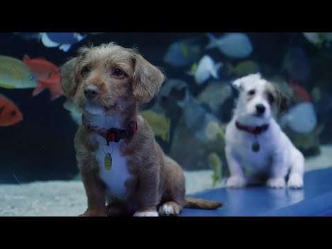 Puppies Explore Georgia Aquarium While it's Closed