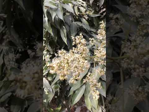 Lichi flowers