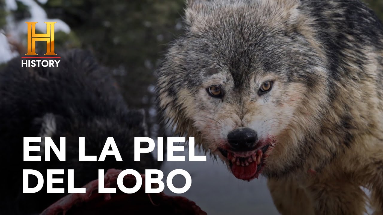 EN LA PIEL DEL LOBO  - HOMBRES DE MONTAÑA