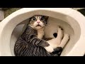 New Funniest Cats And Dogs Videos 😁 Best Of The 2024 Funny Animal Videos 😁 - Cutest Animals Ever