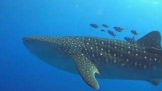 preview picture of video 'ジンベエザメ降臨　Beautiful Whale Shark'