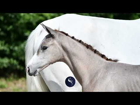 Earl Grey des Rosiers Z