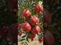 🍎🌱 New Tree from Pomegranate in the Desert!While a truck loaded with pomegranates was passing throug