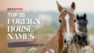 Top 35 Foreign Horse Names You've Never Heard Of (With Meanings)  | PetPress