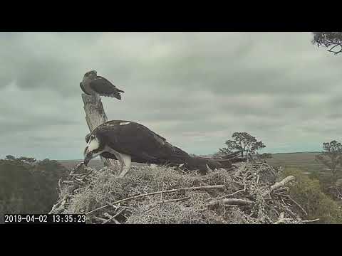Intruder Alert On Savannah Osprey Cam – April 2, 2019