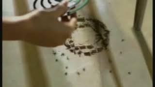 Download lagu Nomos Fogging 30s 2009 mp3