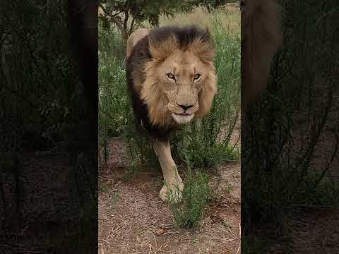 Lion Greets and ROARS! #lion #cat #animals