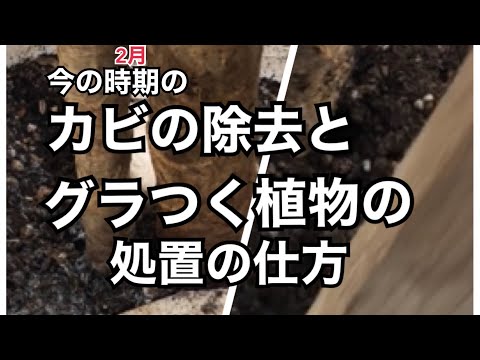 白カビ 屋内植物のうどんこ病の治療 何をすべきか なぜ重曹を使うのか