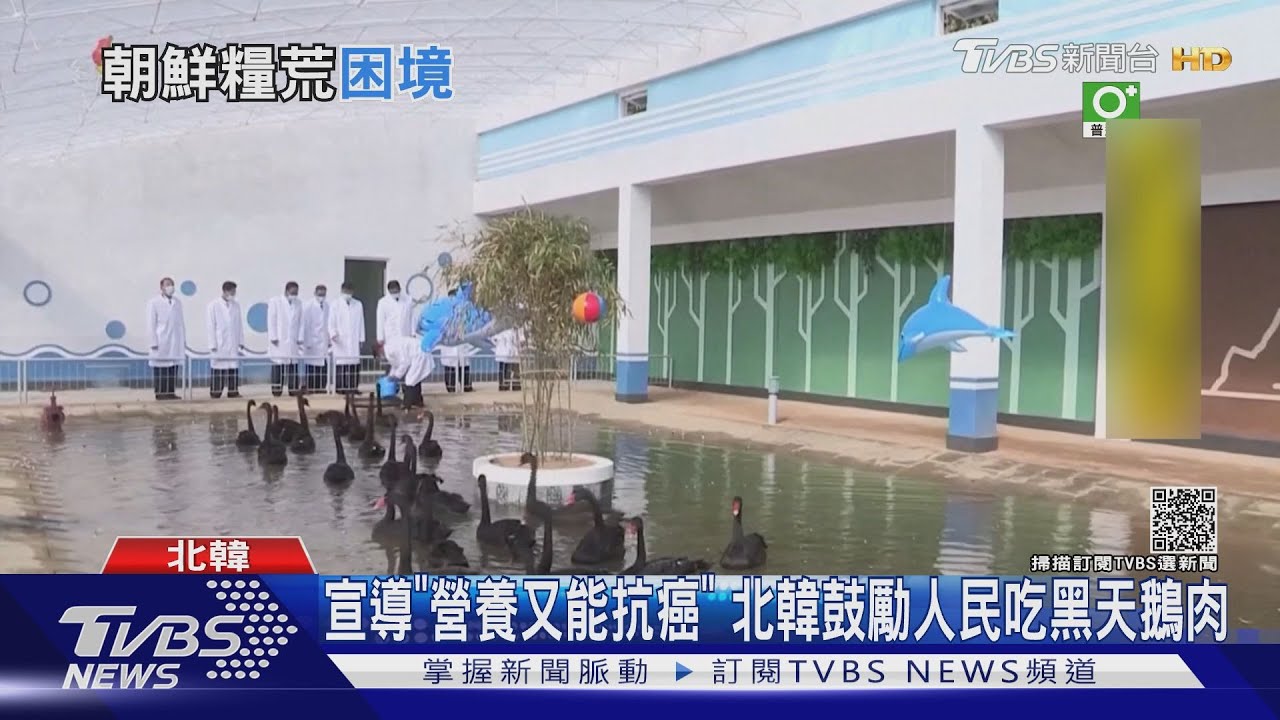 宣導「營養又能抗癌」 北韓鼓勵人民吃黑天鵝肉