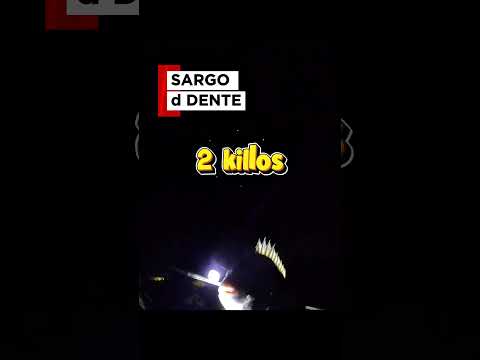 PESCA NOTURNA #fishing #pescasub #PESCAESPORTIVA