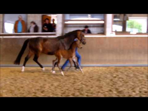 Stutfohlen v. Numero Uno - Corlensky - Contendro