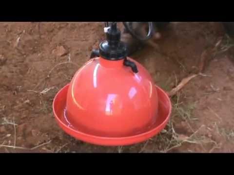 Broiler Drinker At Best Price In India