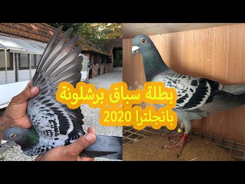 Gilbert Mark 1st national barcelona in England 2020 سباق برشلونة