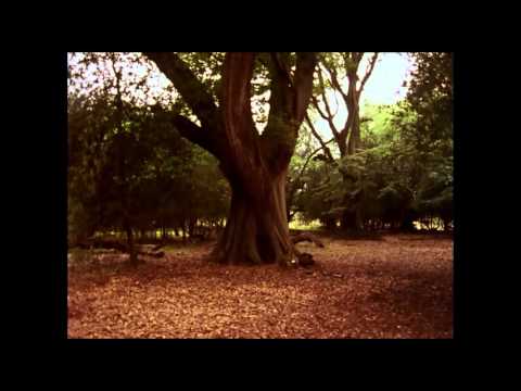 Trailer-Vorschau: Im Schatten der Eule