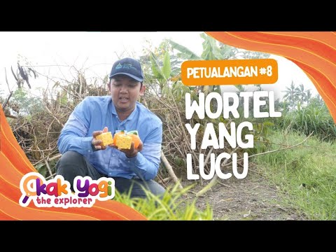 Kak Yogi The Explorer #8: Wortel yang Lucu