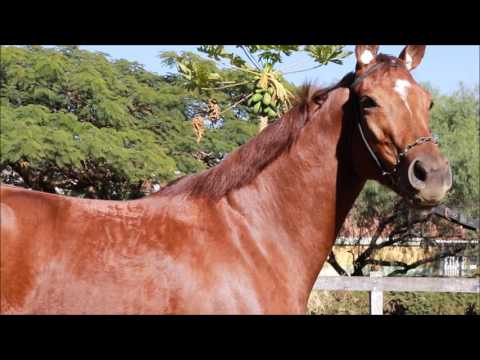 Velha Máquina - PSI do Haras Old Friends