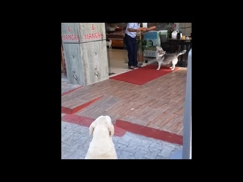 Generous Butcher Giving Meats For Stray Dogs