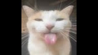 [SJ] Passionfruit Pantheon